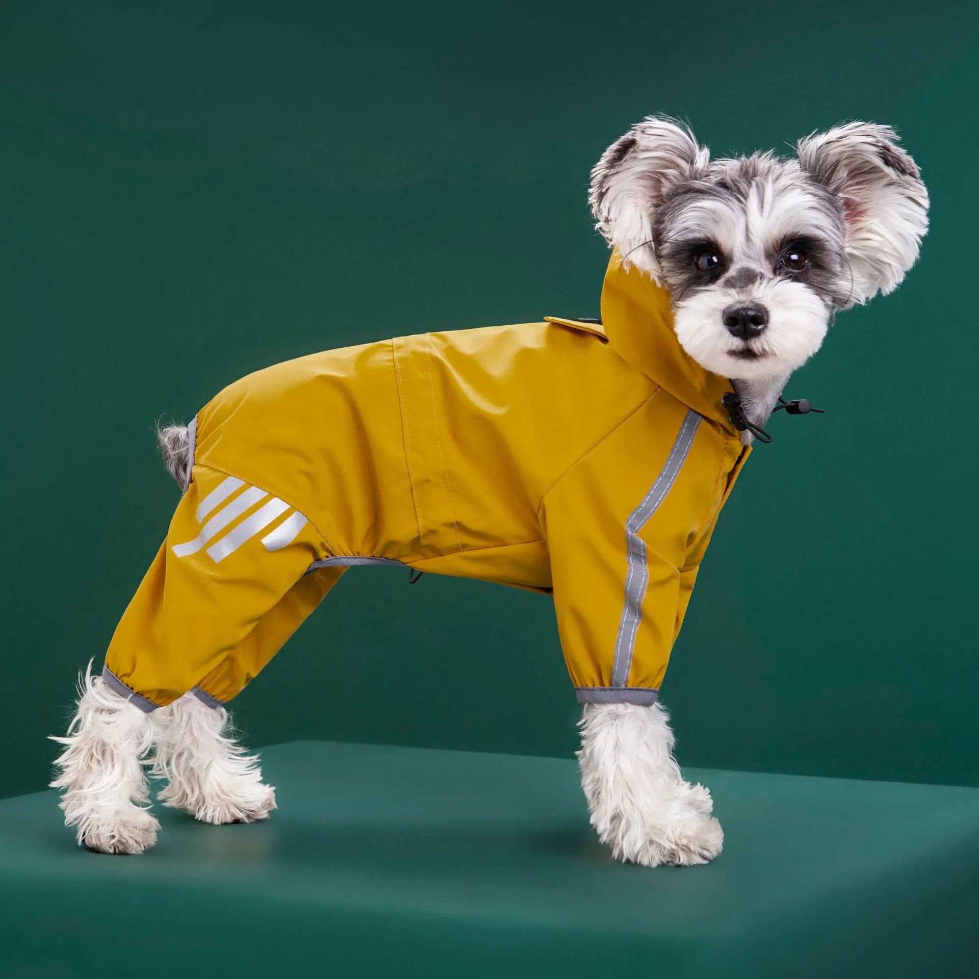Dog wearing a blue four-legged waterproof raincoat made from PUC polyester fibre, standing outdoors in wet weather.