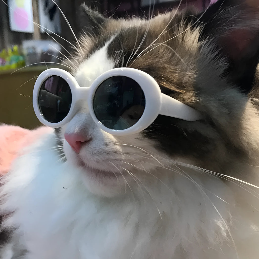 Pet dog cat multi-color sunglasses with round resin frame and UV380 PC lenses in black and gray