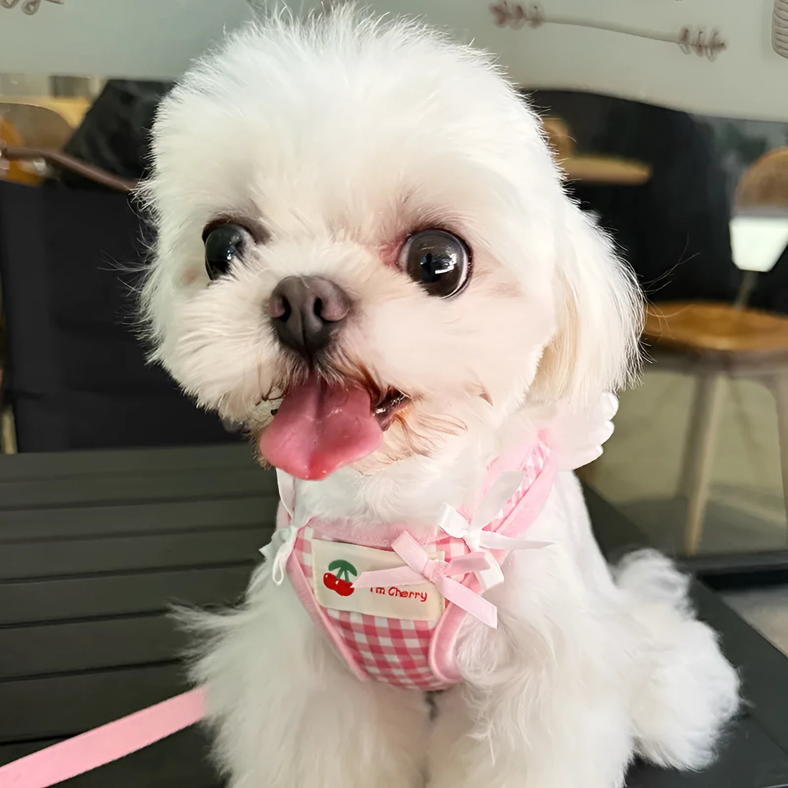 Pink and black cotton chest and back hand holding rope harness for a small dog on a white background.