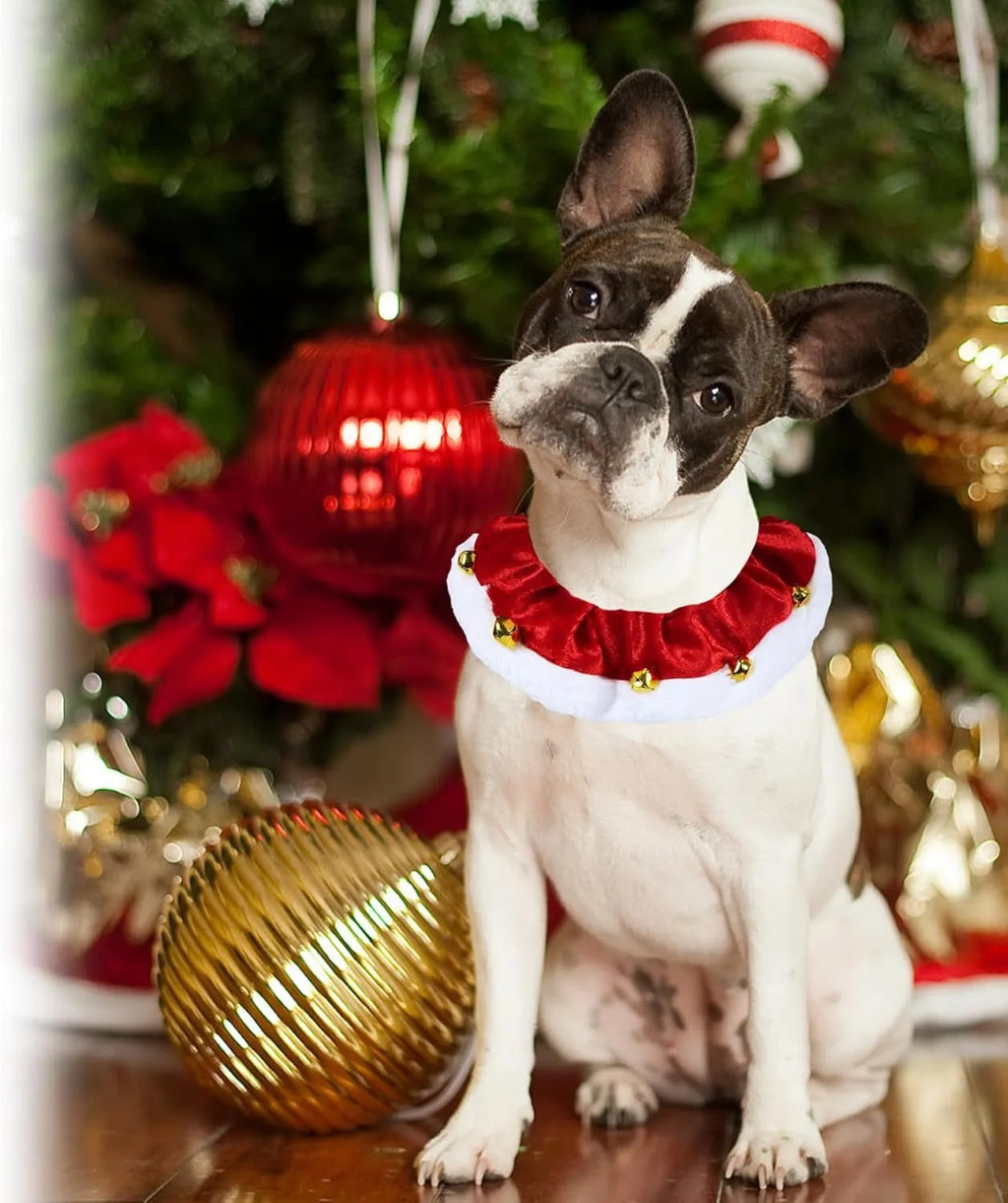 Christmas dog collar with gold bells in red and white polyester for small medium large pets