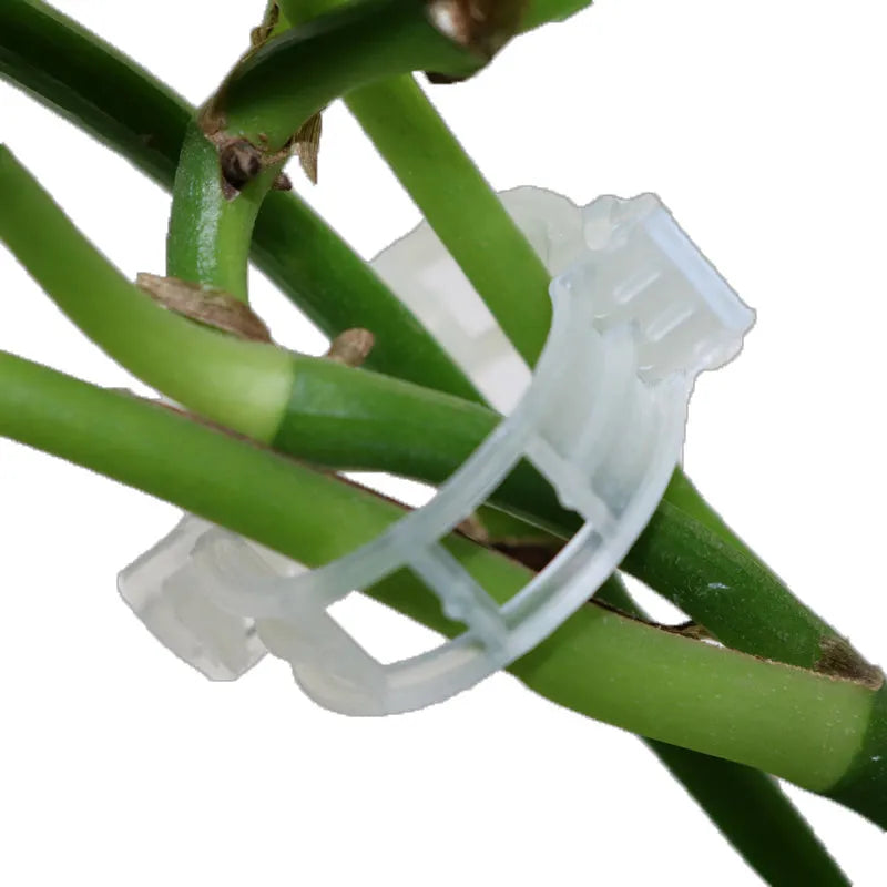Set of 50 plastic plant grafting clips in various colours for supporting tomato vines and branches