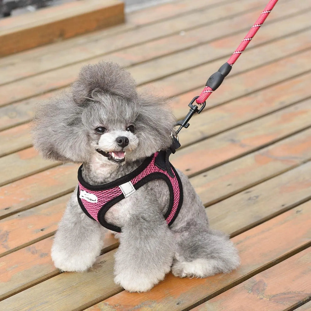 Reflective nylon dog leash with traction belt and chest strap in black and pink, sizes S to XL.