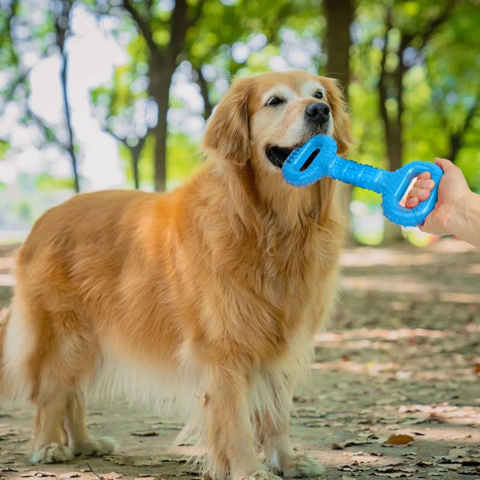 Blue dog bone toy with pull band for aggressive chewers