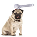 Halloween pet headdress made of printed twill cloth for cats and dogs, available in S and M sizes