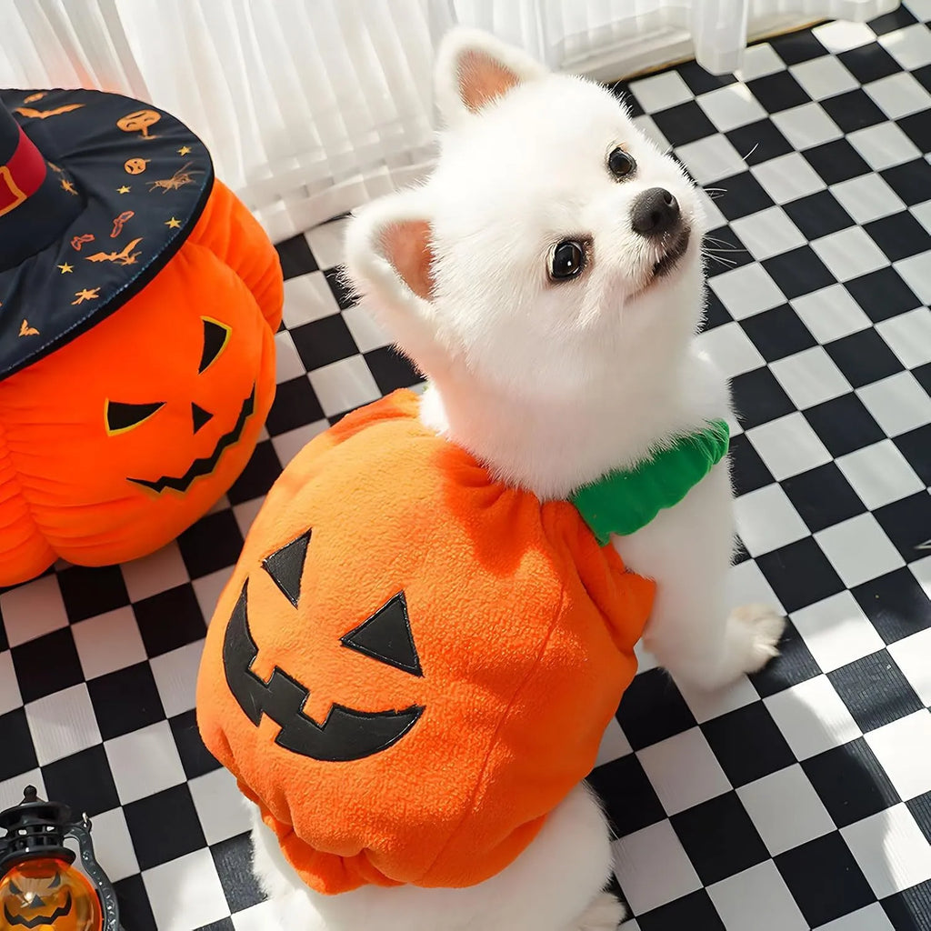 Orange pumpkin plush Halloween costume on a small dog, showing pullover design and soft texture.