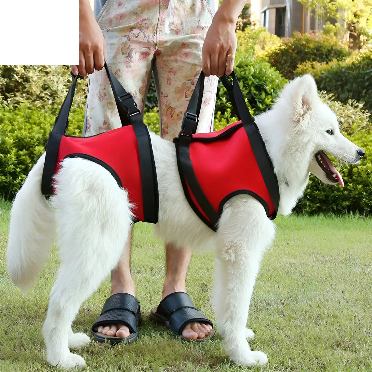 Dog pet assist belt in red, green, or orange with front leg and hind leg options, sizes S M L