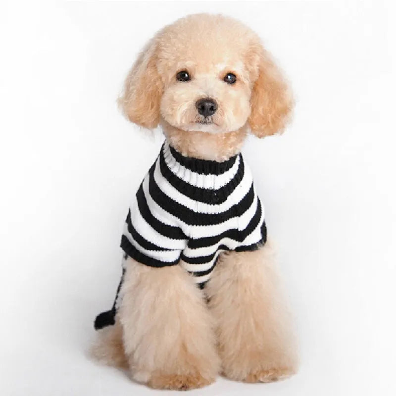 Black acrylic skull-patterned dog Halloween sweater on a small dog, sizes XXS to XL available