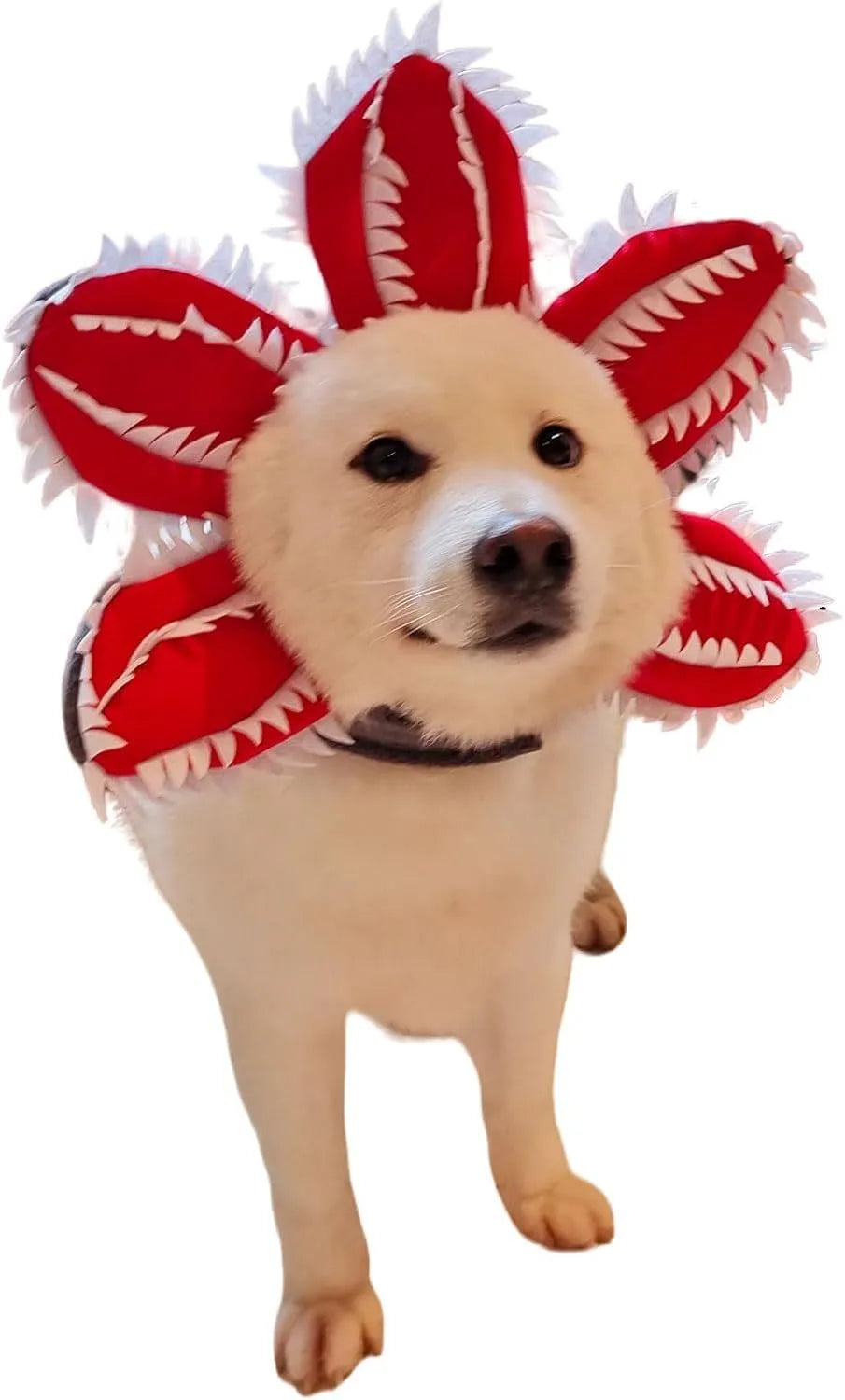 Dog wearing Halloween chomper costume with demon hat and scary headband flower