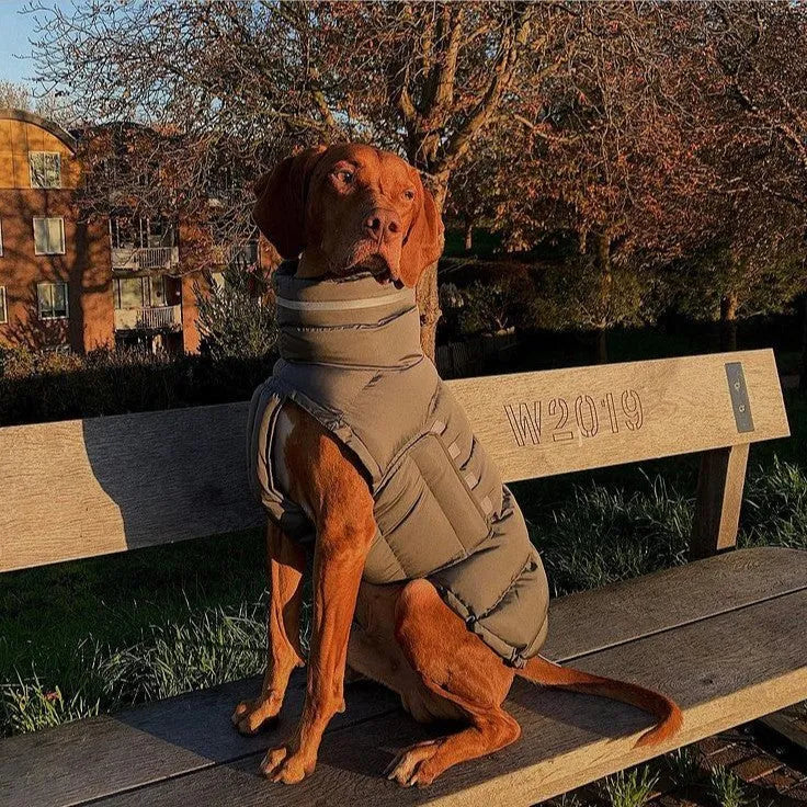 Thickened thermal dog vest in dark grey, made from recycled polyester, available in sizes S to XL.