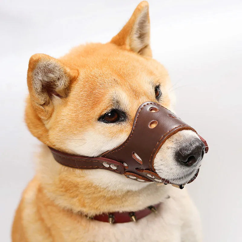 Black adjustable dog muzzle silencer for anti-barking and bite prevention training on a medium-sized dog