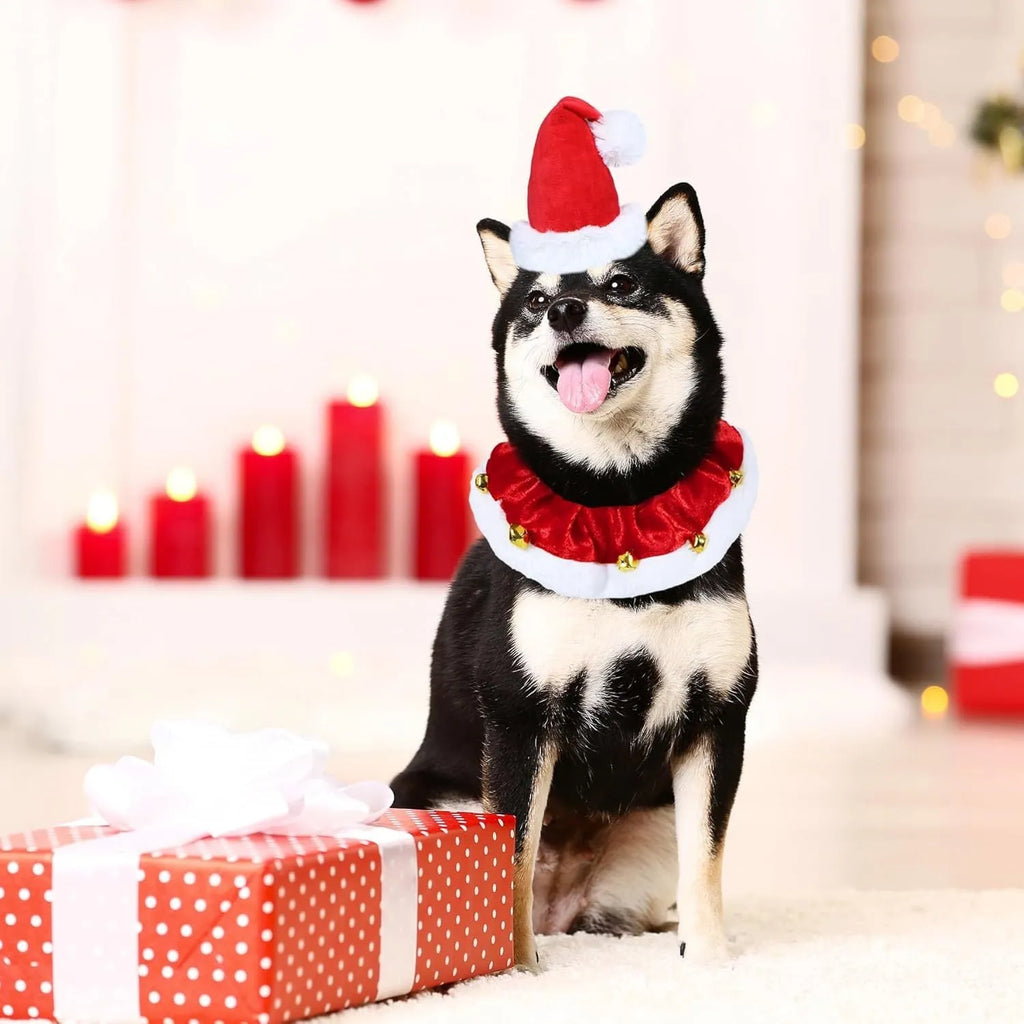 Christmas dog collar with gold bells in red and white polyester for small medium large pets