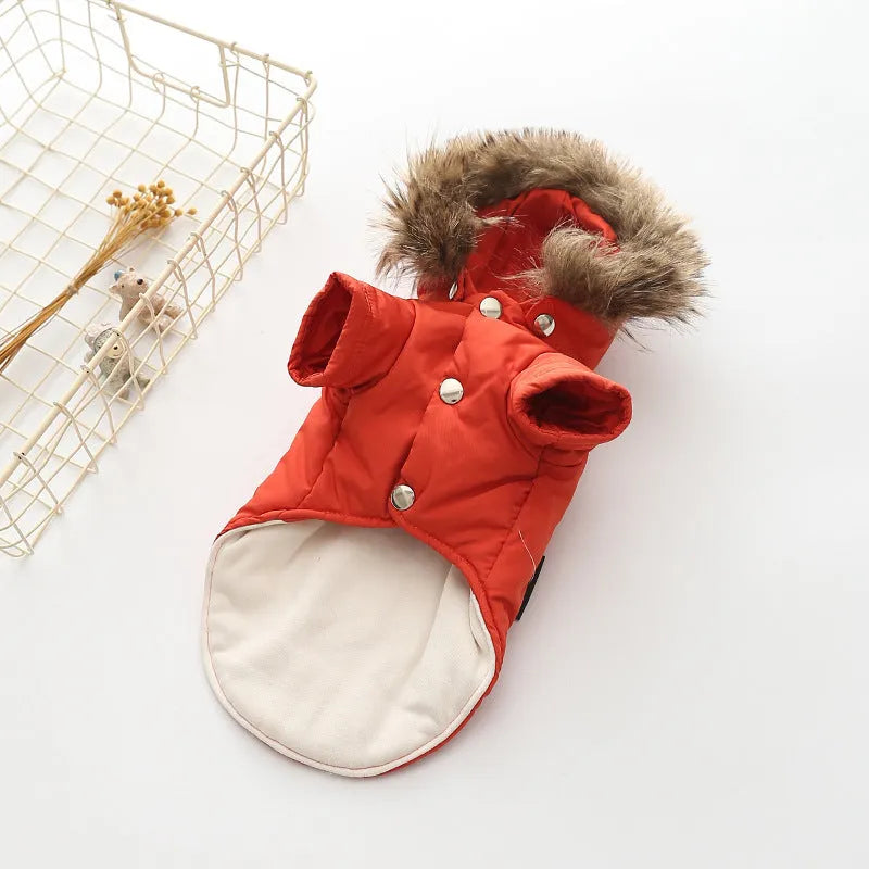 Hooded cotton coat for dogs in blue on a small breed dog outdoor
