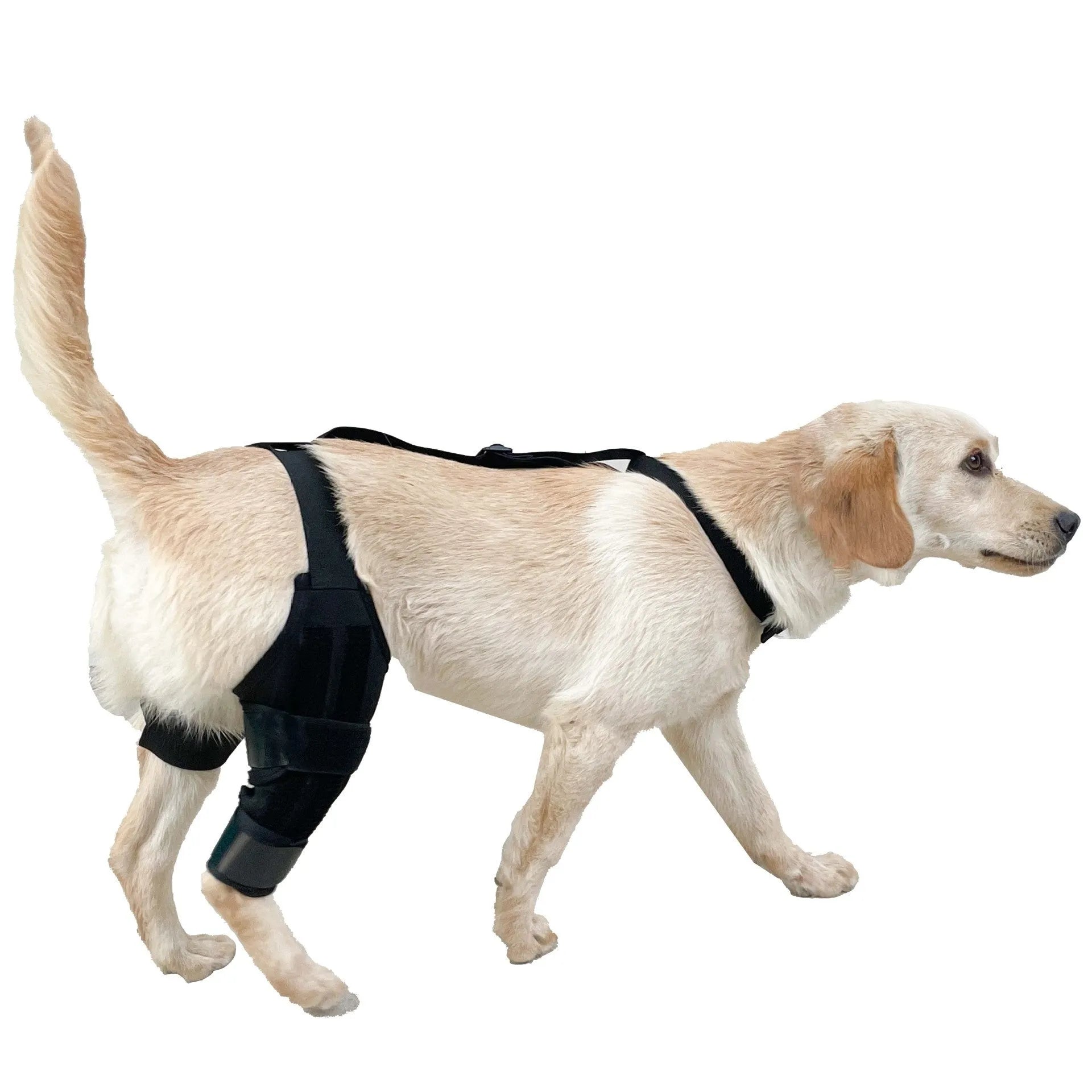 Adjustable neoprene dog hind leg knee brace assist strap in various colours