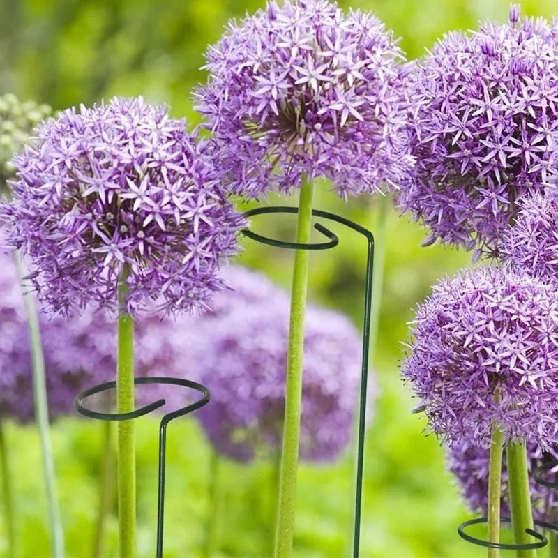 Metal round plant support stake for climbing plants, wrought iron, available in heights 20cm to 90cm