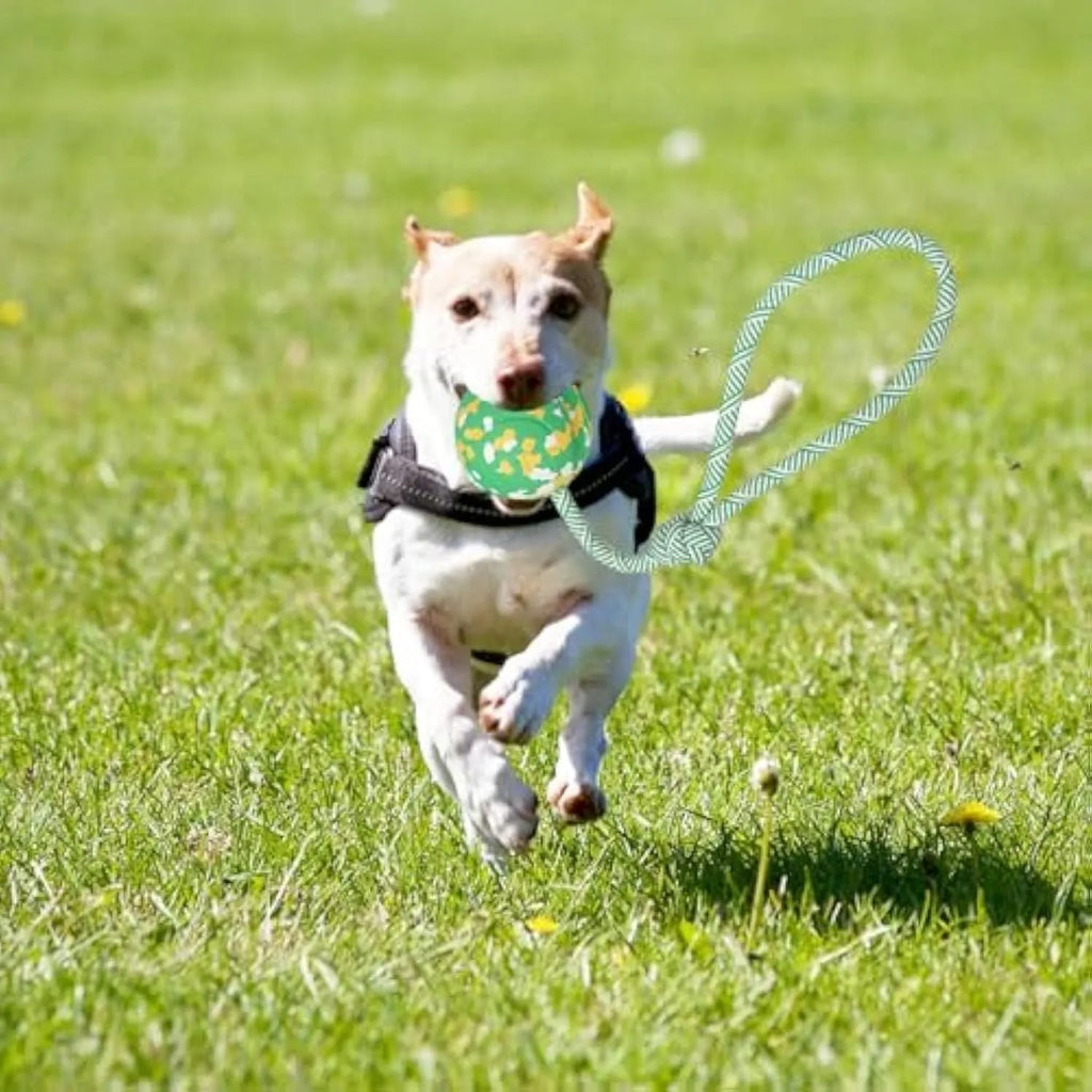 Natural rubber dog ball attached to nylon rope for medium and small breed interactive play