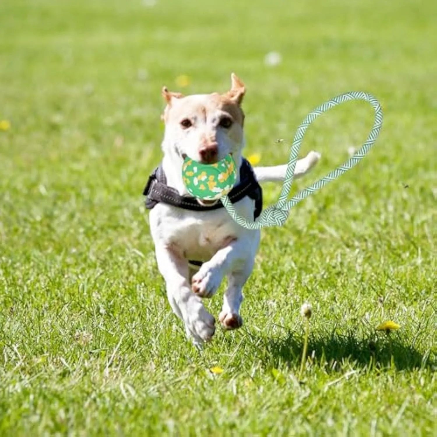 Natural rubber dog ball attached to nylon rope for medium and small breed interactive play