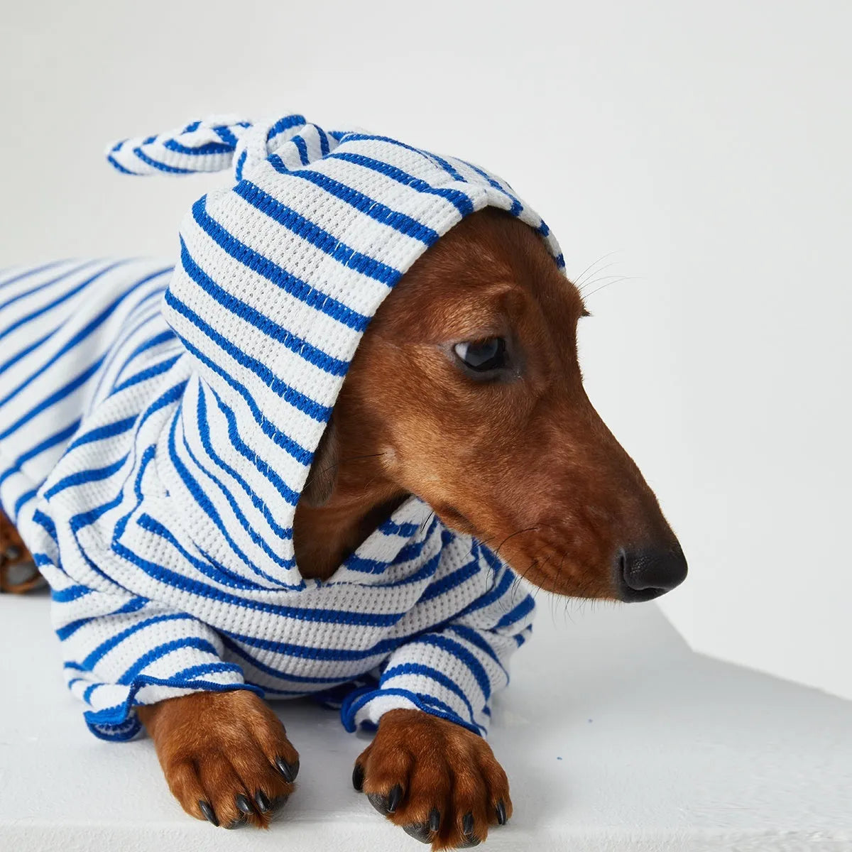 Striped hooded pet clothes in red and blue for dogs and cats, two feet design