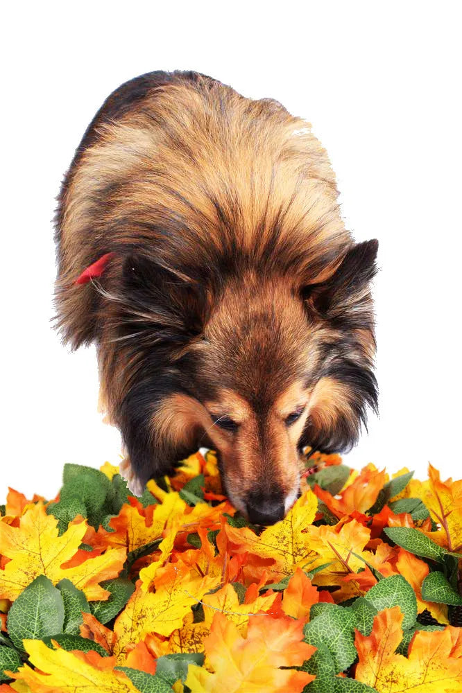 Pet jungle feeding mat, washable sniffing blanket, 55x50cm, fabric silk screen and glass fibre, colours A and B