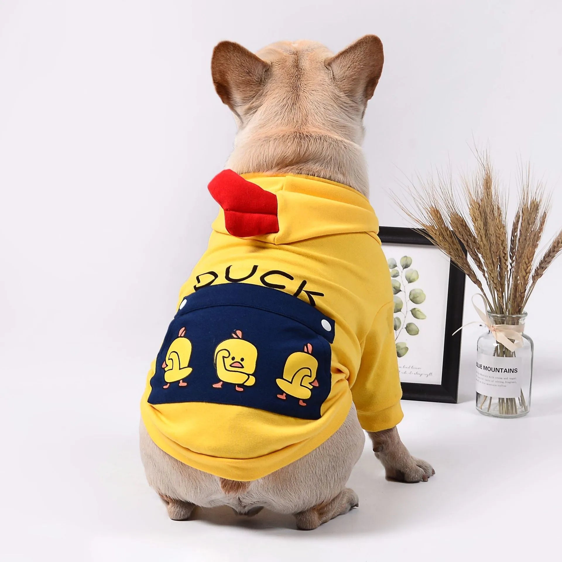 Blue pet dog sweatshirt in cotton wool pull frame, casual unisex style on a small dog