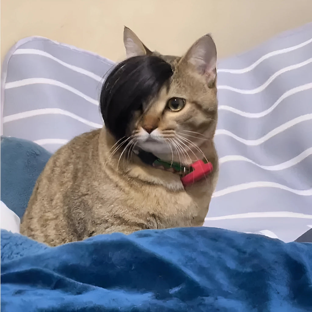 Black polyester cat wig with braided style for fox costume dress up