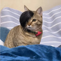 Black polyester cat wig with braided style for fox costume dress up