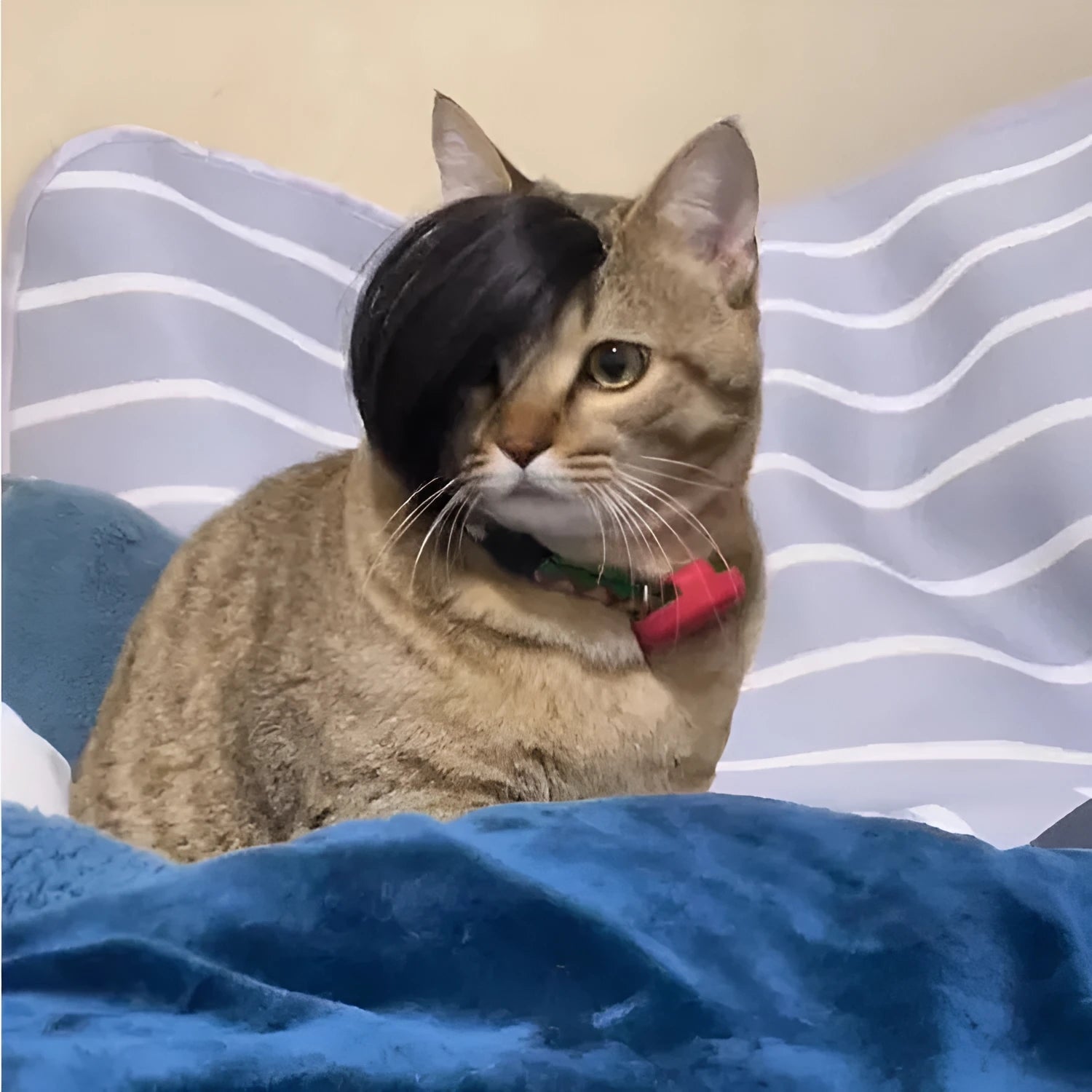 Black polyester cat wig with braided style for fox costume dress up