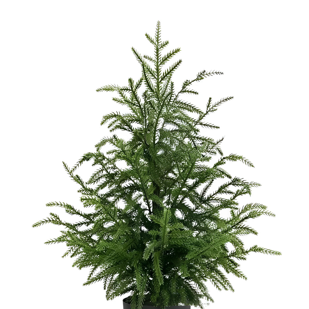 60cm Norfolk Pine Christmas Tree in black flower pot, PE moving fork branches, front door decoration