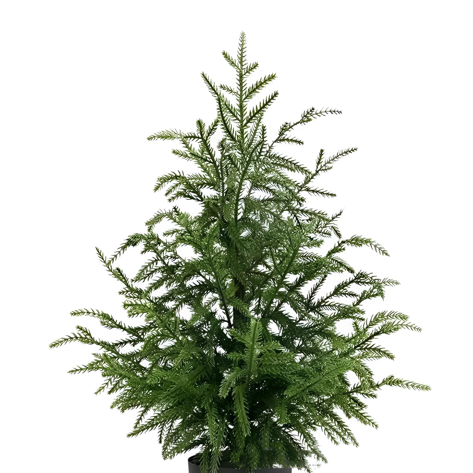 60cm Norfolk Pine Christmas Tree in black flower pot, PE moving fork branches, front door decoration