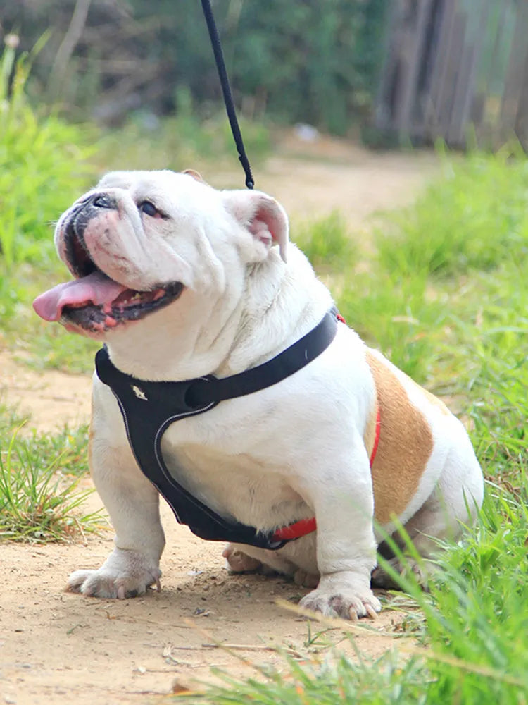 Dog leash and collar set made of Oxford cloth and breathable mesh with zinc alloy clip, black red colour, size M