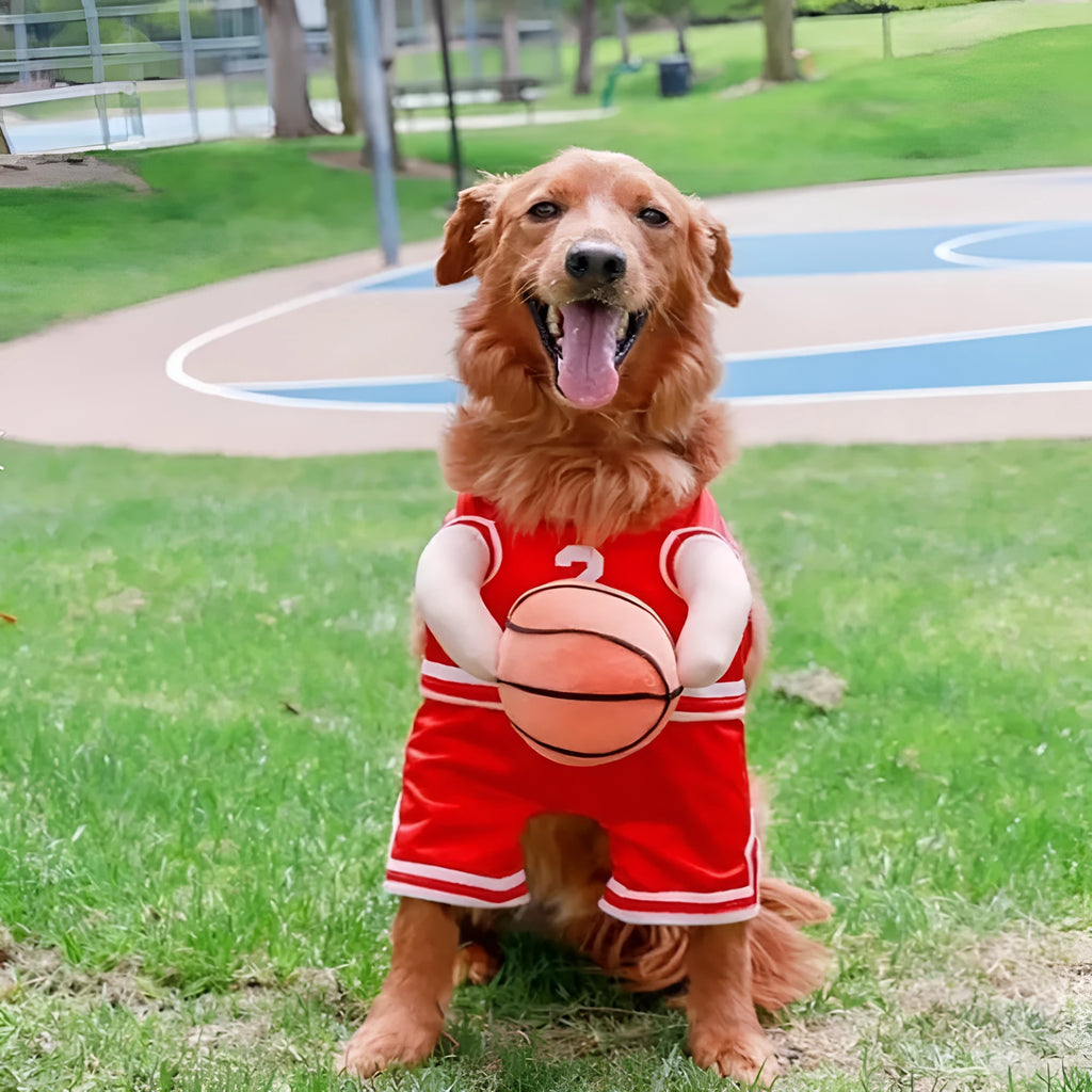 Red dog wearing a basketball costume with a matching basketball accessory.