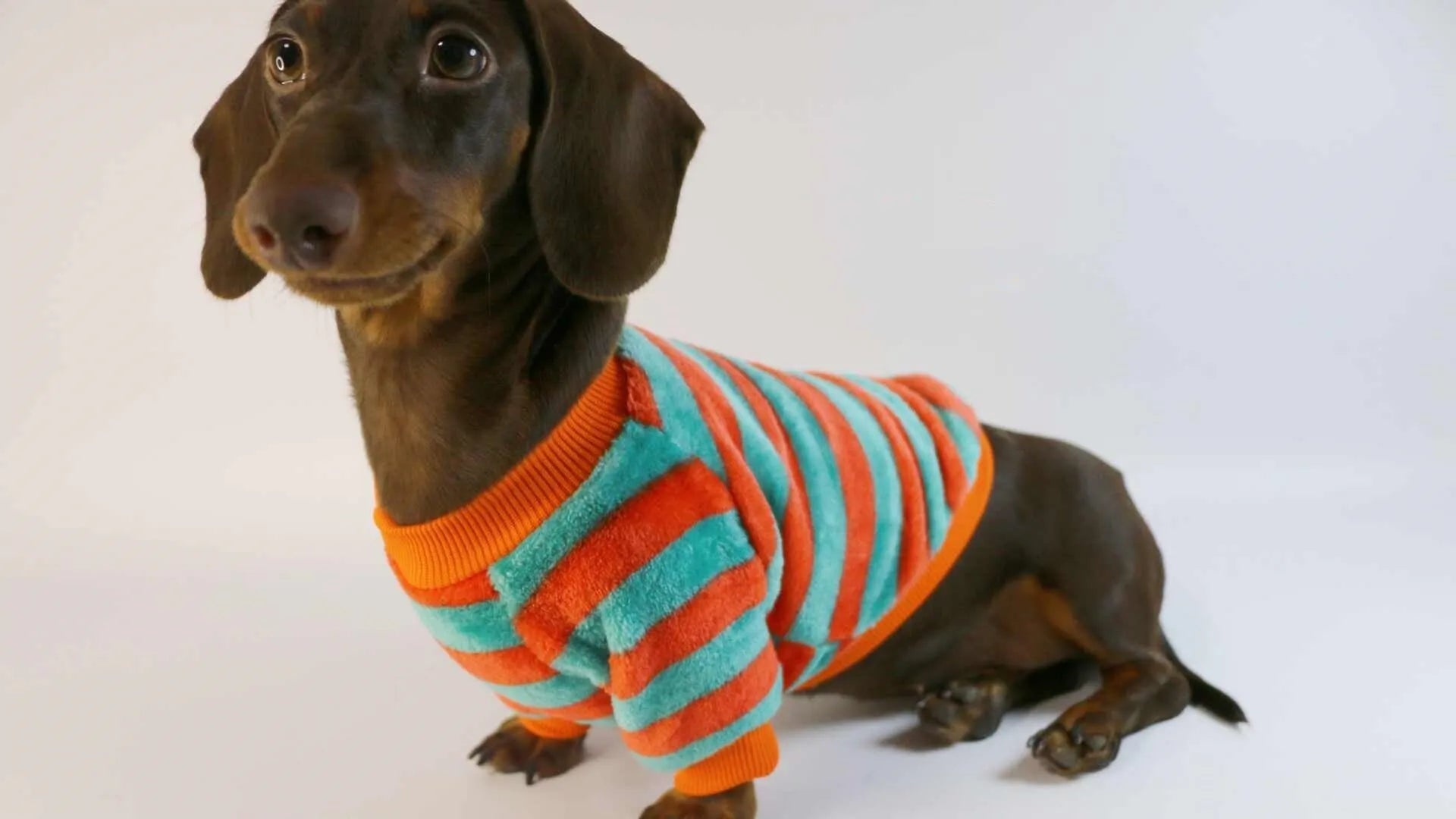 Orange red and white striped casual sweatshirt for a dog, featuring a round neck.