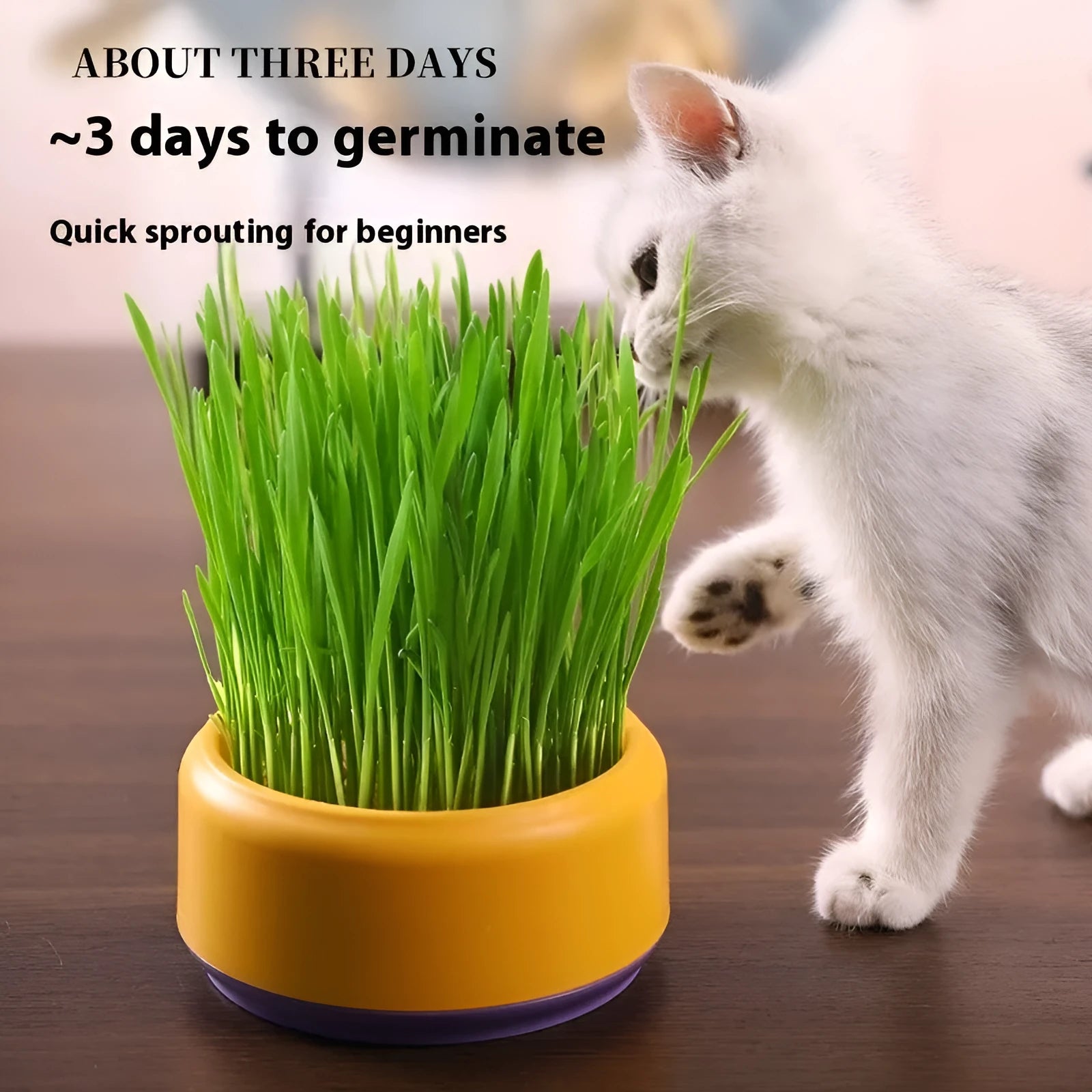 Blue, green, and yellow hydroponic cat grass planters with seed packs on a white background.