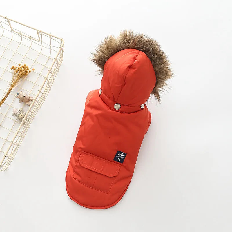 Hooded cotton coat for dogs in blue on a small breed dog outdoor