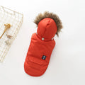 Hooded cotton coat for dogs in blue on a small breed dog outdoor