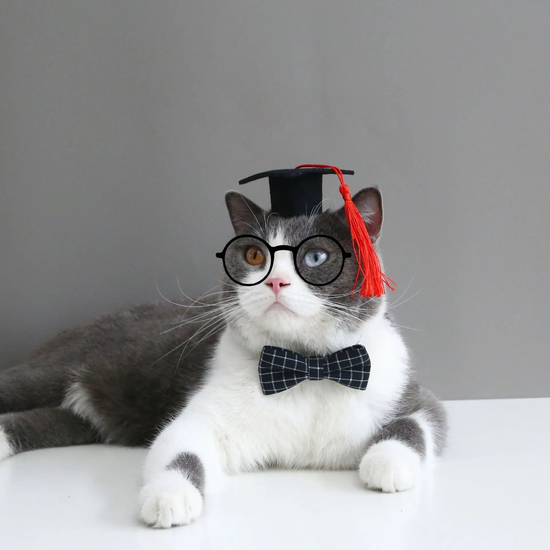 Yellow wool felt hair band and matching bow tie on a small dog, size S for pets 2.5-10 kg.