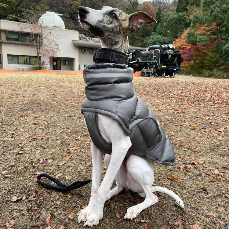 Thickened thermal dog vest in dark grey, made from recycled polyester, available in sizes S to XL.
