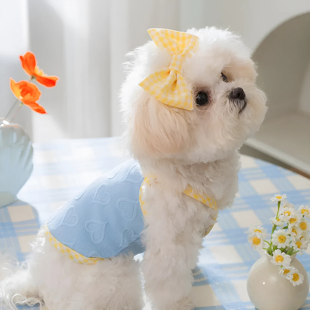 Small dog wearing a blue elastic vest with a heart texture and bow suspenders, with a matching hairband.