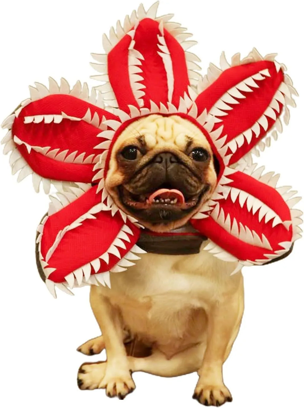 Dog wearing Halloween chomper costume with demon hat and scary headband flower