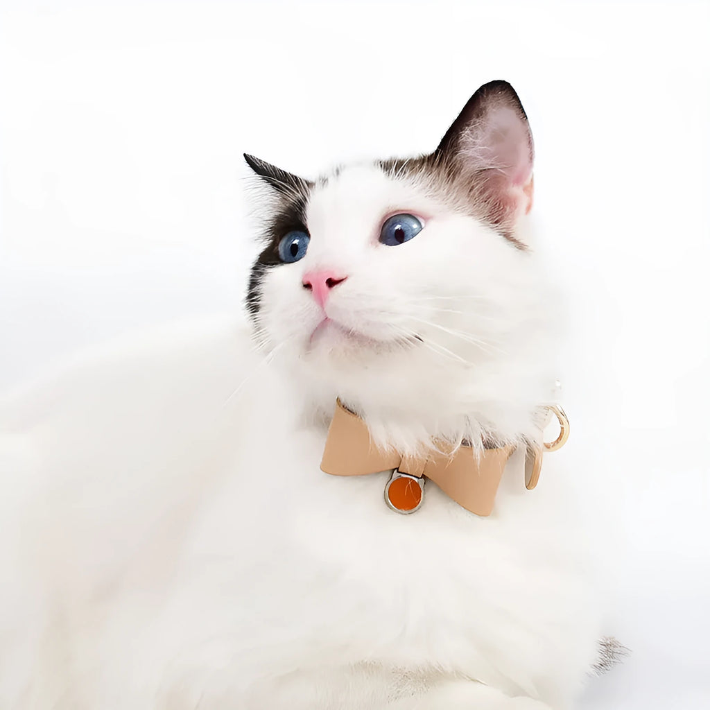 Brown leather adjustable cat collar shown on a neutral background.