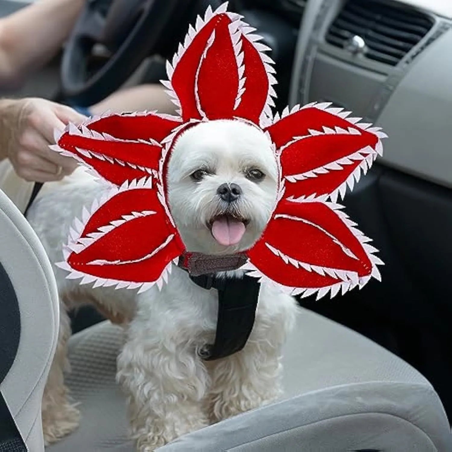 Dog wearing Halloween chomper costume with demon hat and scary headband flower