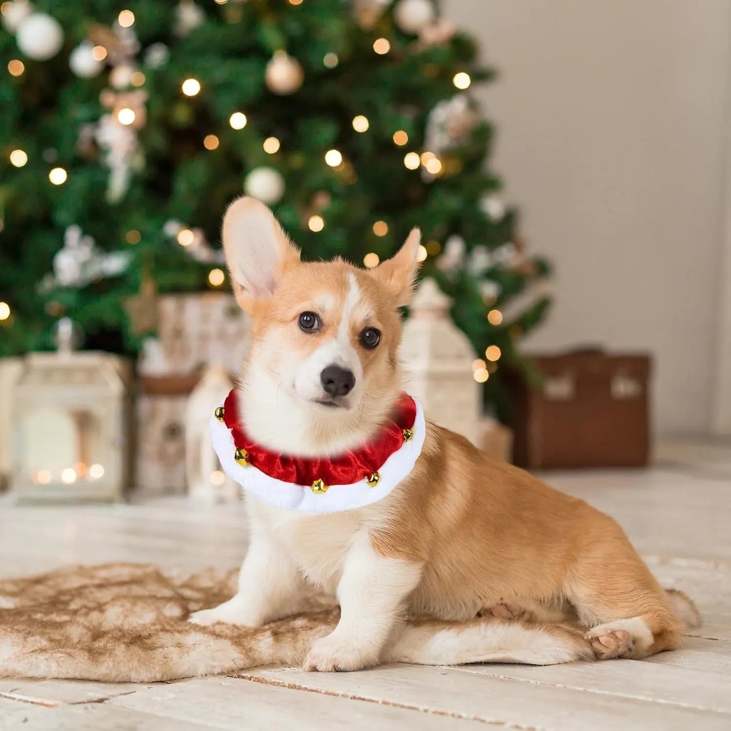 Christmas dog collar with gold bells in red and white polyester for small medium large pets