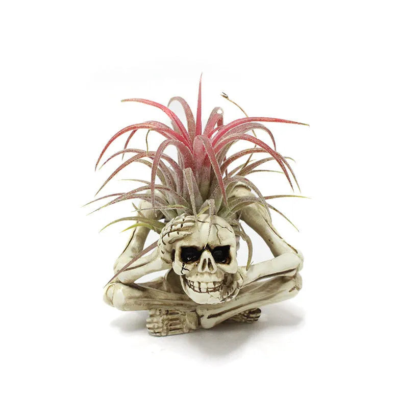 Skull-shaped soilless resin bracket for tillandsia air plants measuring 7x8x12.5cm with gothic design