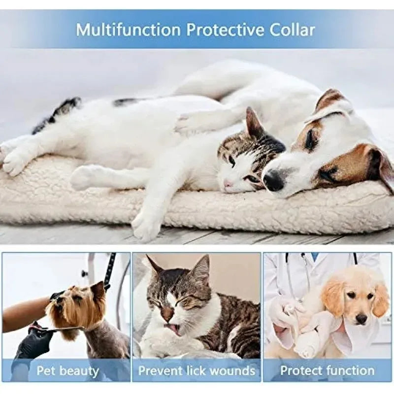 Blue inflatable soft recovery collar for a dog resting after surgery.