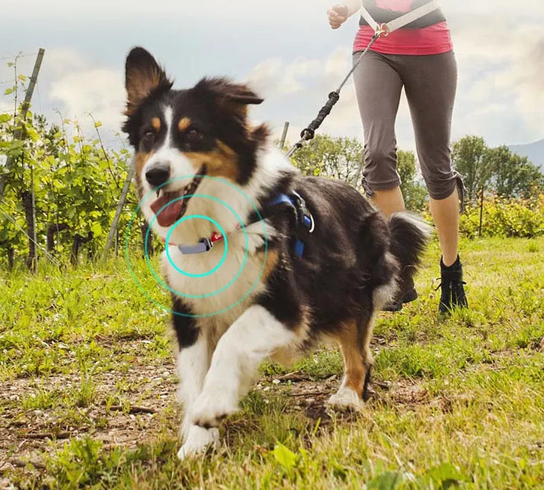 Black pet GPS tracking collar with LED light, Beidou and GPS positioning, on a light background