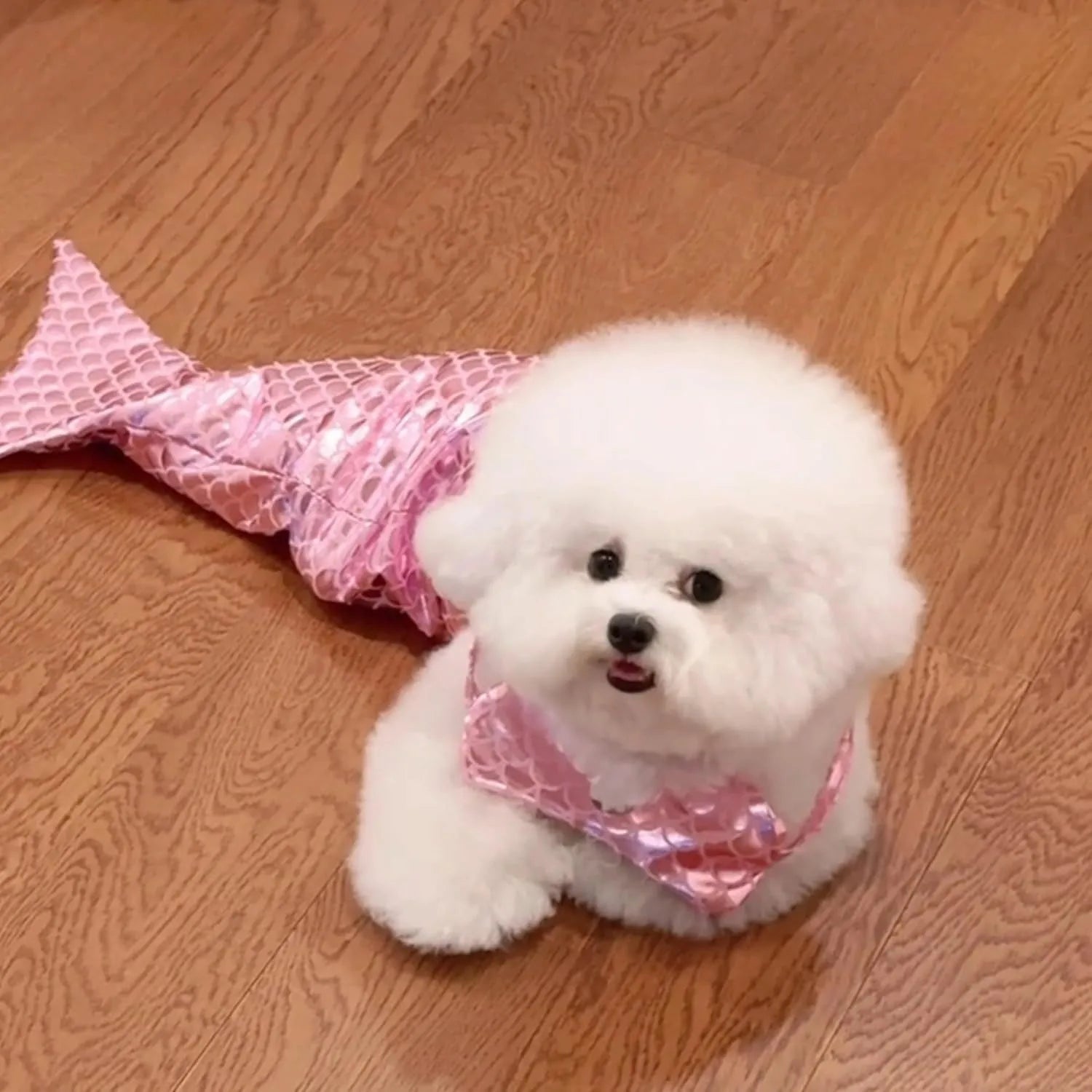 Blue mermaid costume with scale design on a cat, showing elastic fit and long fish tail.