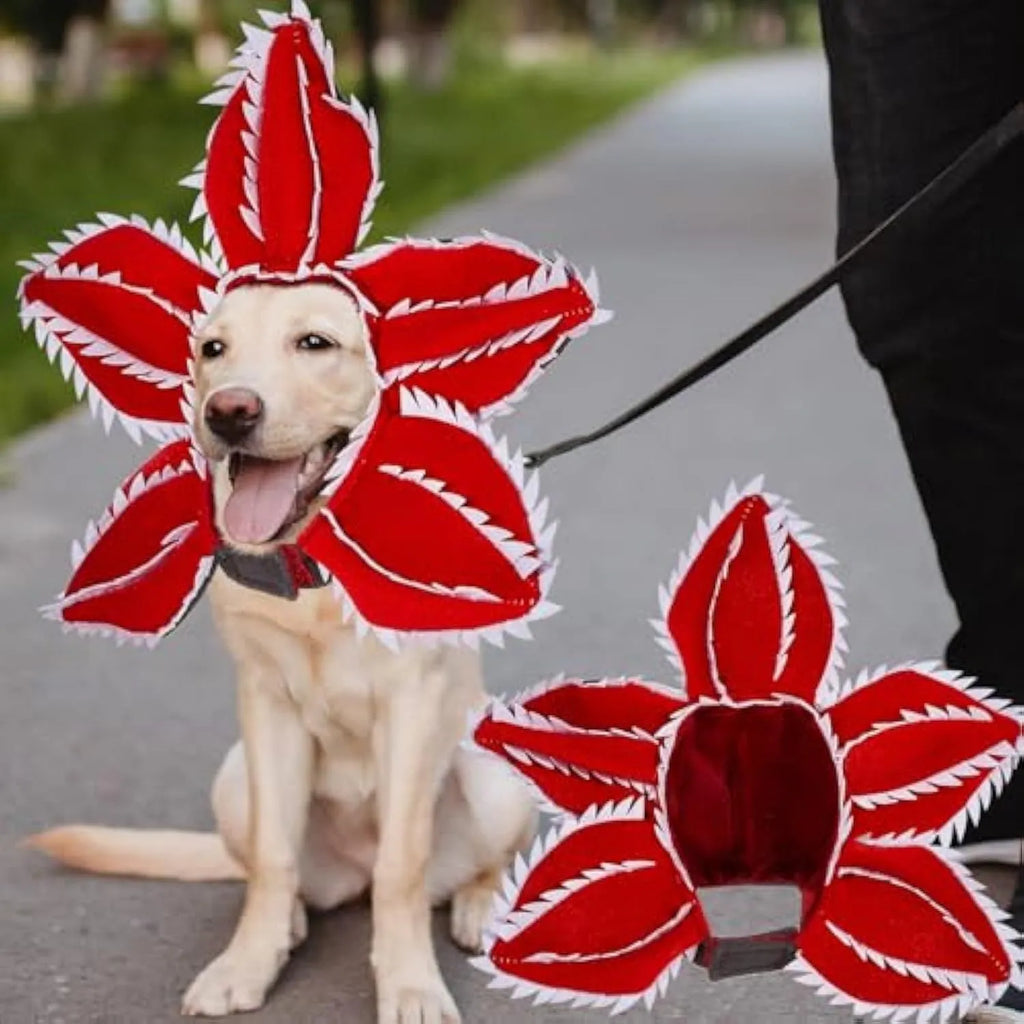 Dog wearing Halloween chomper costume with demon hat and scary headband flower