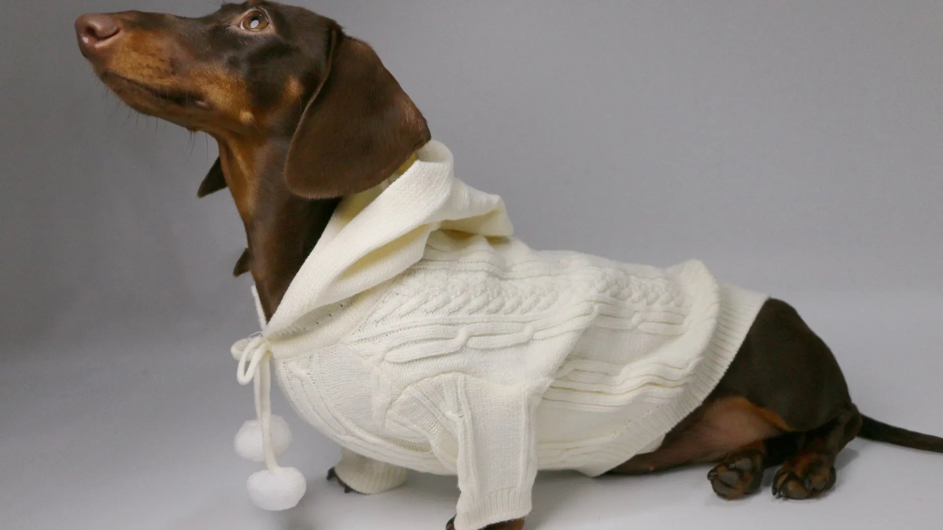 Autumn winter two-leg hooded sweater for dogs in beige colour showing hood and blended fabric