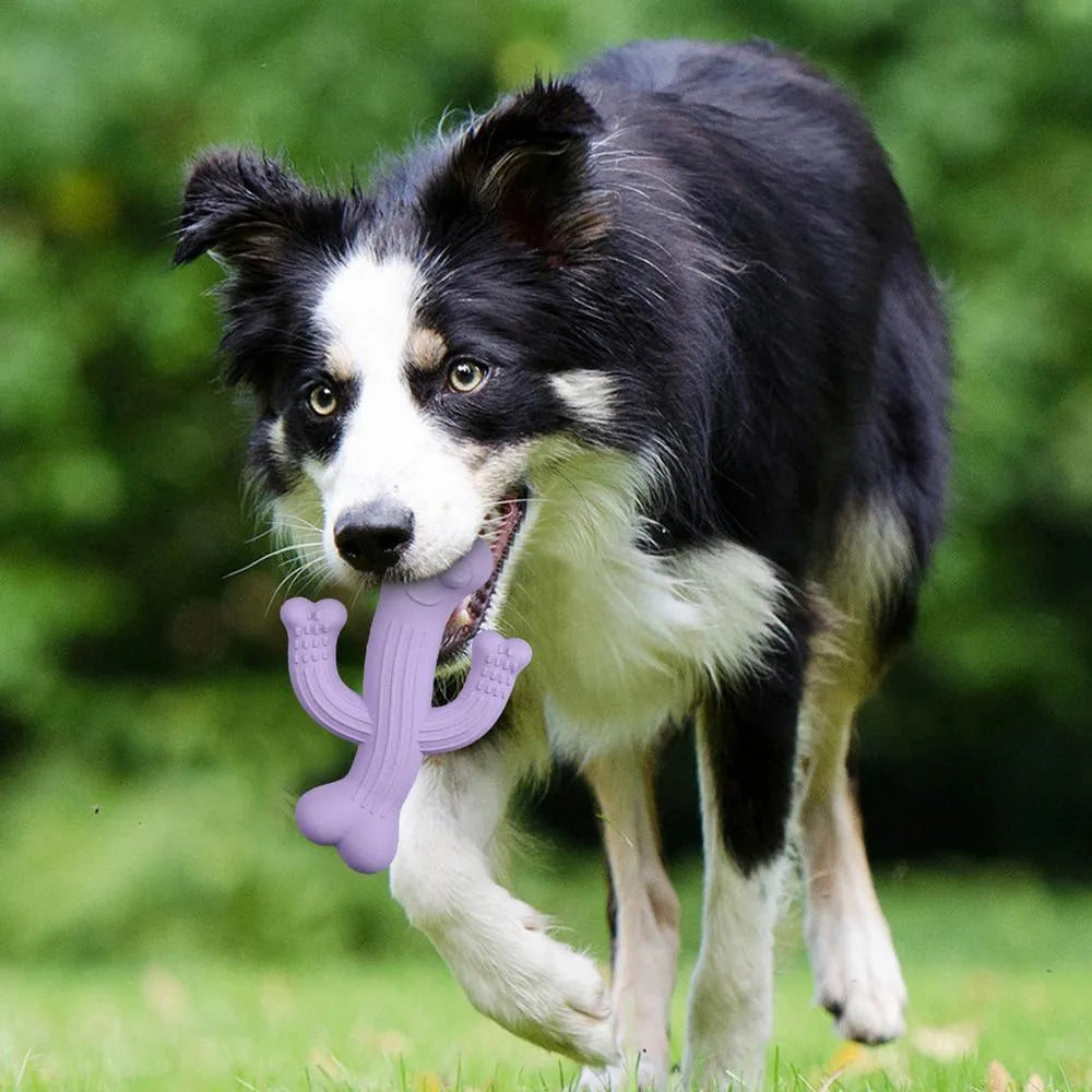 Cactus-shaped dog chew toy in bamboo fibre and rubber construction showing size comparison