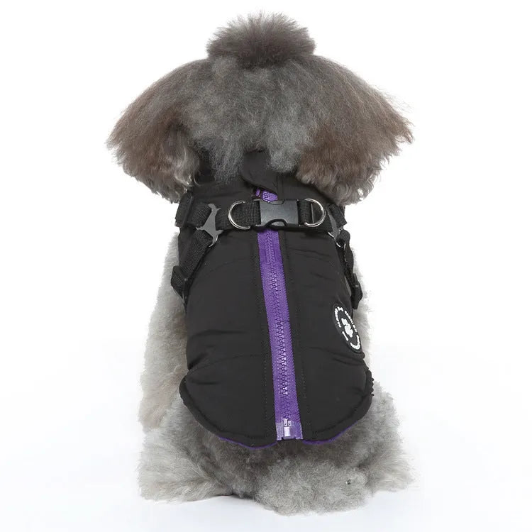 Dog wearing chest strap jacket with cotton-padded polyester insulation in blue colour