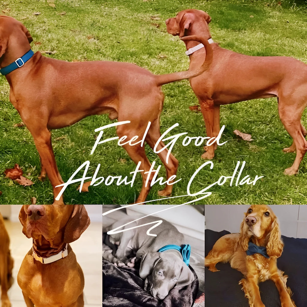 Personalised velvet dog collar with metal buckle and matching bow tie in multiple colours sizes XS to XL
